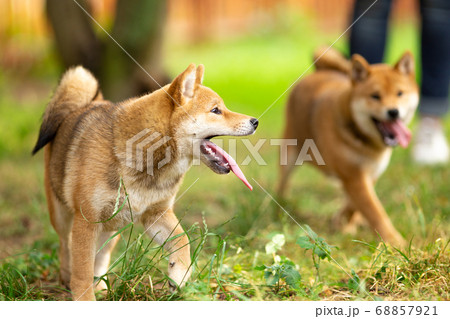 Shiba inu puppies in the summer in the green grass Shiba inu puppies in the summer in the green grass 68857921