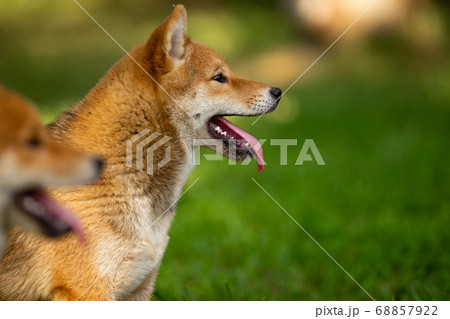 Shiba inu puppies in the summer in the green grass Shiba inu puppies in the summer in the green grass 68857922