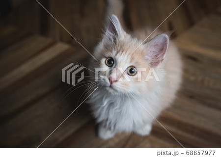 cute cream colored kitten looking up cute cream colored kitten looking up 68857977