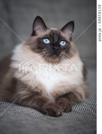 ragdoll cat resting on sofa ragdoll cat resting on sofa 68858138