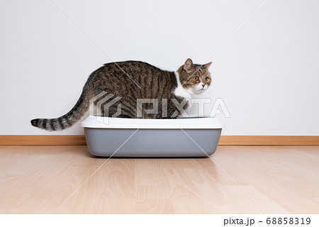 tabby cat using litter box tabby cat using litter box 68858319