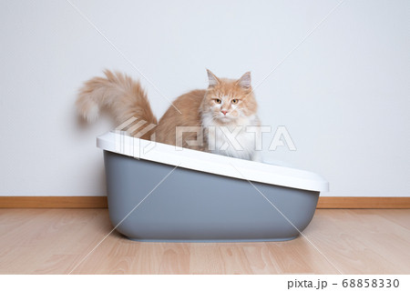 Maine coon cat using litter box 68858330