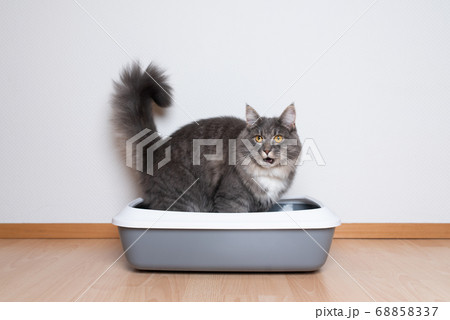 Maine coon cat using litter box Maine coon cat using litter box 68858337