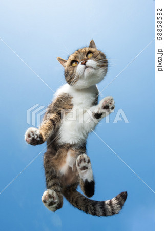 cat on glass bottom view with clear sky cat on glass bottom view with clear sky 68858532