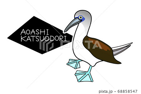 アオアシカツオドリ 68858547