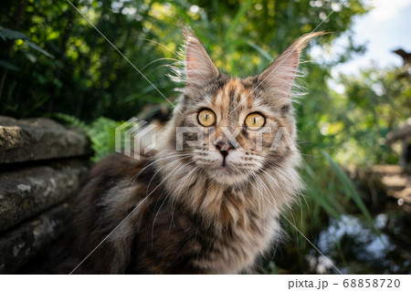 maine coon cat beside pond 68858720