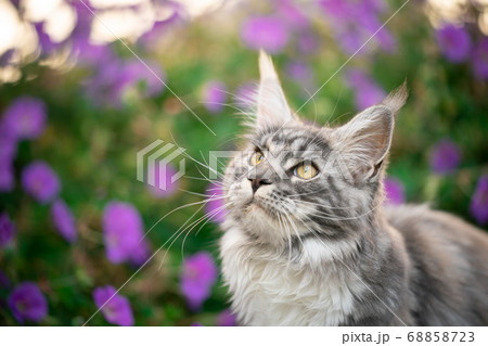 maine coon cat portrait with pink flowers 68858723