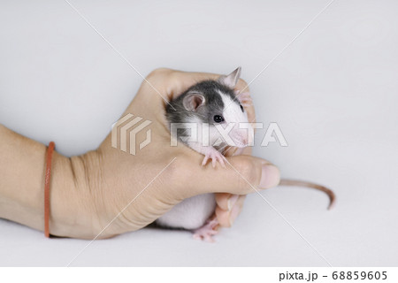 Young gray rat in female hand isolated on white. Young gray rat in female hand isolated on white. 68859605