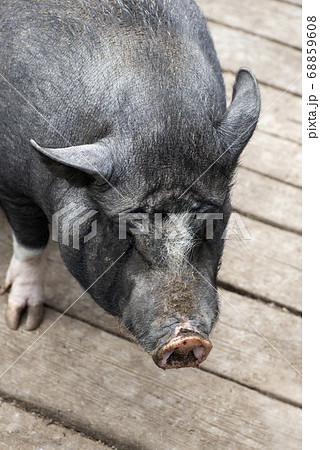 Pot-bellied young female pig on wooden floor. 68859608