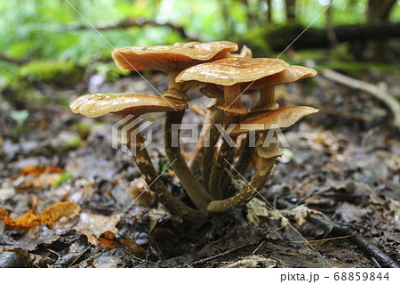 Honey mushrooms Honey mushrooms 68859844