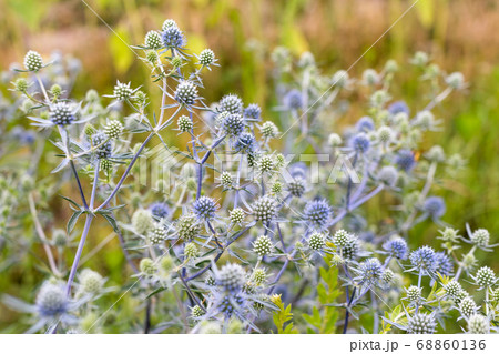 Eryngium planum or Blue Sea Holly in garden. Wild herb plants, thorny healing weeds. Eryngium planum or Blue Sea Holly in garden. Wild herb plants, thorny healing weeds. 68860136
