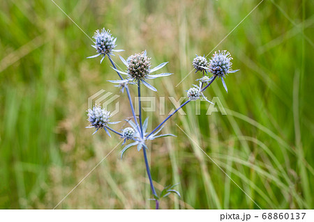 Eryngium planum or Blue Sea Holly in garden. Wild herb plants, thorny healing weeds. Eryngium planum or Blue Sea Holly in garden. Wild herb plants, thorny healing weeds. 68860137