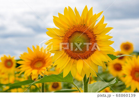 Field of sunflowers. Large common sunflowers, landscape from a sunflower farm. Orange beautiful flowers, agricultural crops. Harvest time, agriculture, oil and seeds, farming, autumn concept. Field of sunflowers. Large common sunflowers, landscape from a sunflower farm. Orange beautiful flowers, agricultural crops. Harvest time, agriculture, oil and seeds, farming, autumn concept. 68860139