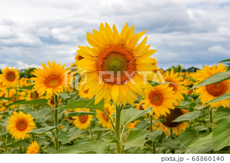 Field of sunflowers. Large common sunflowers, landscape from a sunflower farm. Orange beautiful flowers, agricultural crops. Harvest time, agriculture, oil and seeds, farming, autumn concept. 68860140