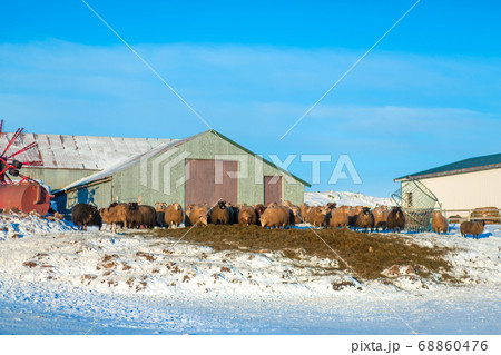 A flock of sheep grazes in front of the farm 68860476