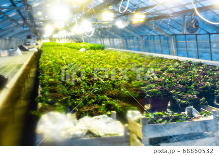 Plantation of plants in a greenhouse. Heating and Plantation of plants in a greenhouse. Heating and 68860532