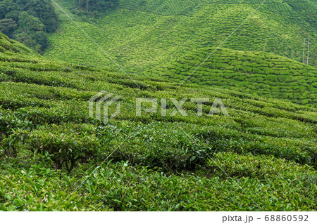 Tea plantations Cameron Valley. Green hills in the Tea plantations Cameron Valley. Green hills in the 68860592
