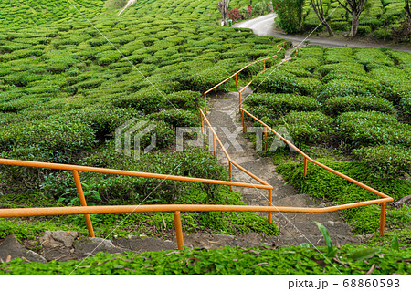 Tea plantations Cameron Valley. Green hills in the Tea plantations Cameron Valley. Green hills in the 68860593