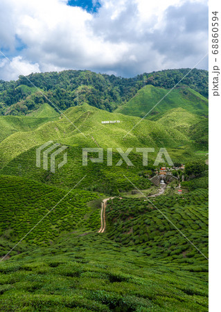 Tea plantations Cameron Valley. Green hills in the Tea plantations Cameron Valley. Green hills in the 68860594