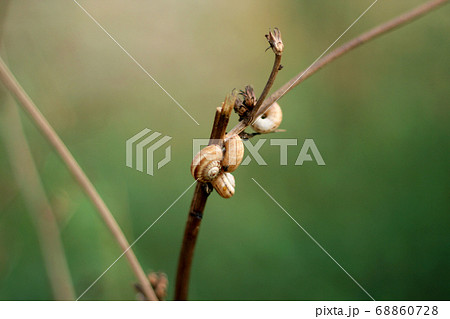 Macro photo, several snails crawling up a stalk of Macro photo, several snails crawling up a stalk of 68860728