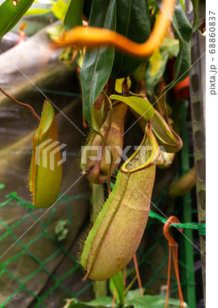 Close up Nepenthes plant in the Cloud Forest 68860837