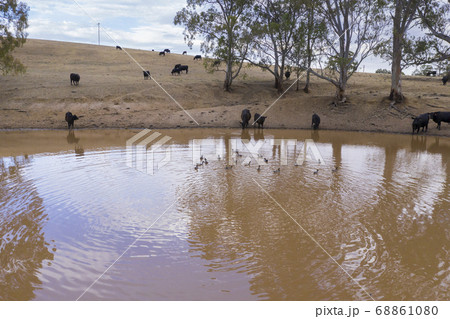 Cows drinking from an irrigation dam on a farm in regional Australia 68861080