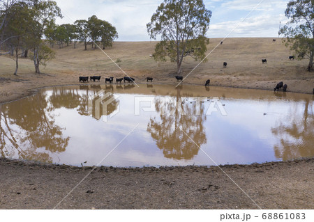 Cows drinking from an irrigation dam on a farm in regional Australia 68861083