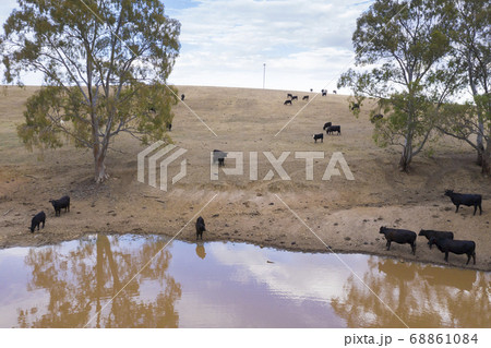 Cows drinking from an irrigation dam on a farm in regional Australia 68861084