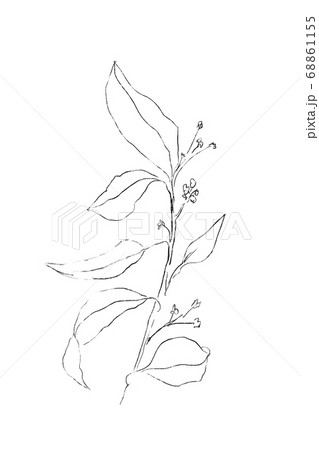 シンプルな 枝 花 水彩 モダン シック 絵具 イラスト 白黒 ペンのイラスト素材