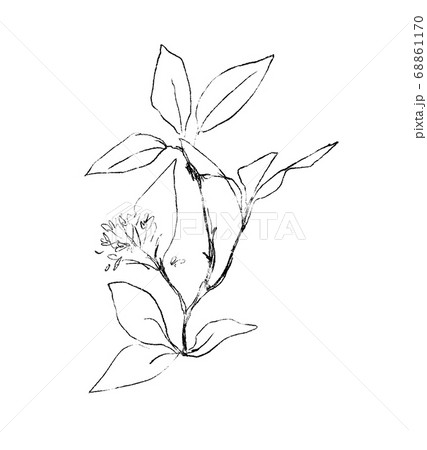 シンプルな 枝 花 水彩 モダン シック 絵具 イラスト 白黒 ペンのイラスト素材