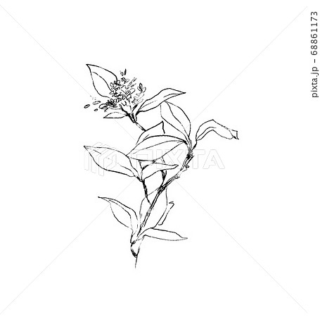 シンプルな 枝 花 水彩 モダン シック 絵具 イラスト 白黒 ペンのイラスト素材