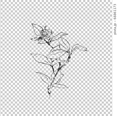 シンプルな 枝 花 水彩 モダン シック 絵具 イラスト 白黒 ペンのイラスト素材