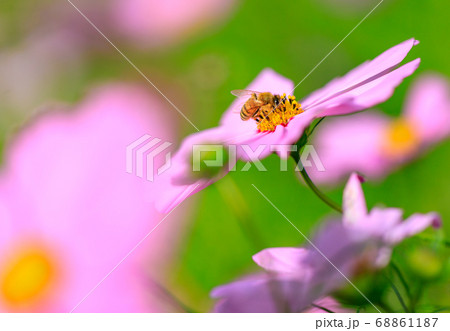 コスモスの花の蜜を吸うミツバチ コスモスの花の蜜を吸うミツバチ 68861187