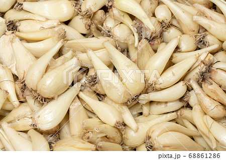 根付きらっきょう らくだ (6月) 根付きらっきょう らくだ (6月) 68861286