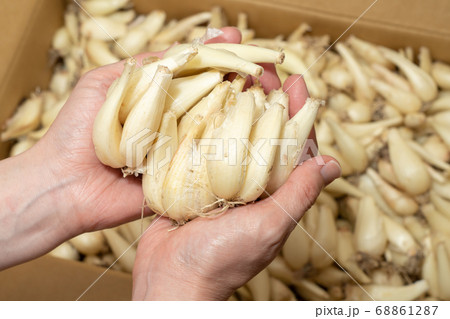 ダンボールから根付きらっきょうを掬う らくだ (6月) 女性の手 ダンボールから根付きらっきょうを掬う らくだ (6月) 女性の手 68861287