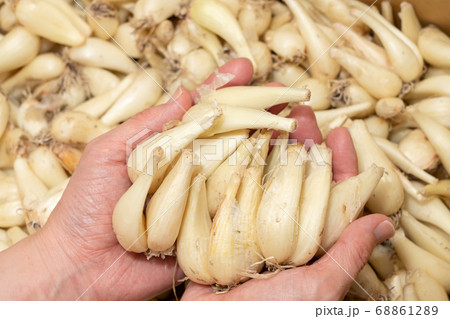 根付きらっきょうを両手で持つ　らくだ　（6月）　女性の手 68861289