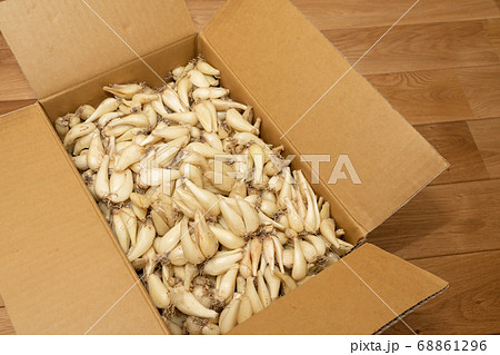 ダンボールに入った根付きらっきょう　らくだ　（6月） 68861296