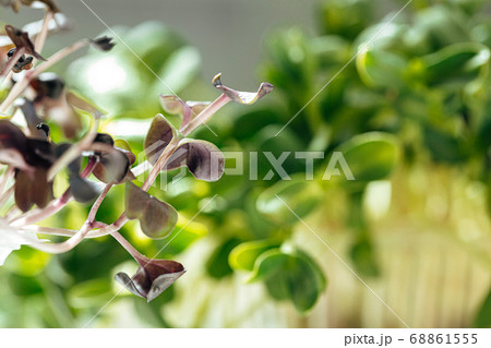 Close-up of young green sprouts of micro greens Close-up of young green sprouts of micro greens 68861555
