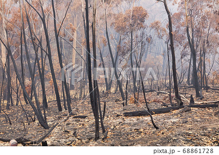 Forest burnt by bushfire in The Blue Mountains in regional New South Wales in Australia 68861728