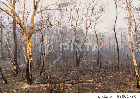 Forest burnt by bushfire in The Blue Mountains in regional New South Wales in Australia 68861730