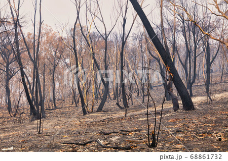 Forest burnt by bushfire in The Blue Mountains in regional New South Wales in Australia 68861732