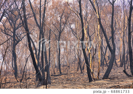 Forest burnt by bushfire in The Blue Mountains in regional New South Wales in Australia 68861733