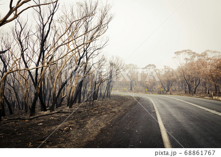 Forest burnt by bushfire in The Blue Mountains in regional New South Wales in Australia 68861767
