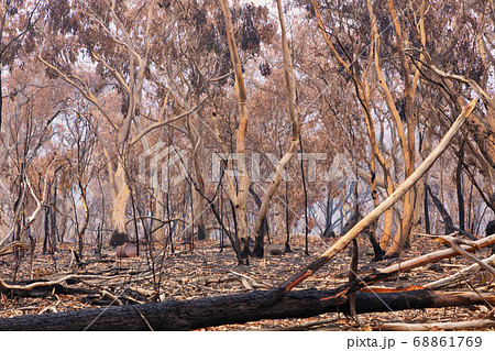 Forest burnt by bushfire in The Blue Mountains in regional New South Wales in Australia 68861769
