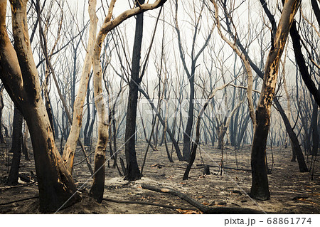 Forest burnt by bushfire in The Blue Mountains in regional New South Wales in Australia 68861774
