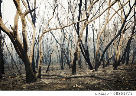 Forest burnt by bushfire in The Blue Mountains in regional New South Wales in Australia 68861775