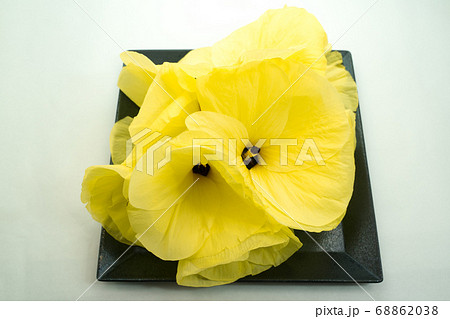 花オクラの写真素材 6638