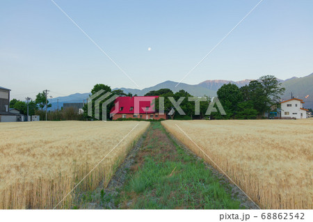 朝の月と麦畑【夜明けの安曇野】 68862542