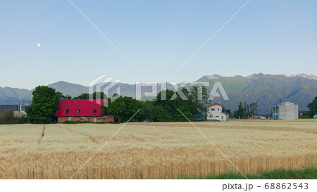 朝の月と麦畑【夜明けの安曇野】 朝の月と麦畑【夜明けの安曇野】 68862543