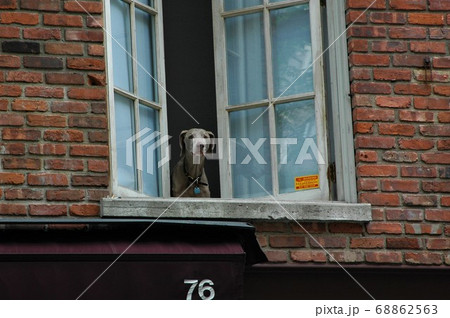 ニューヨークのおさんぽ。見上げるとイヌが見ていた。 ニューヨークのおさんぽ。見上げるとイヌが見ていた。 68862563